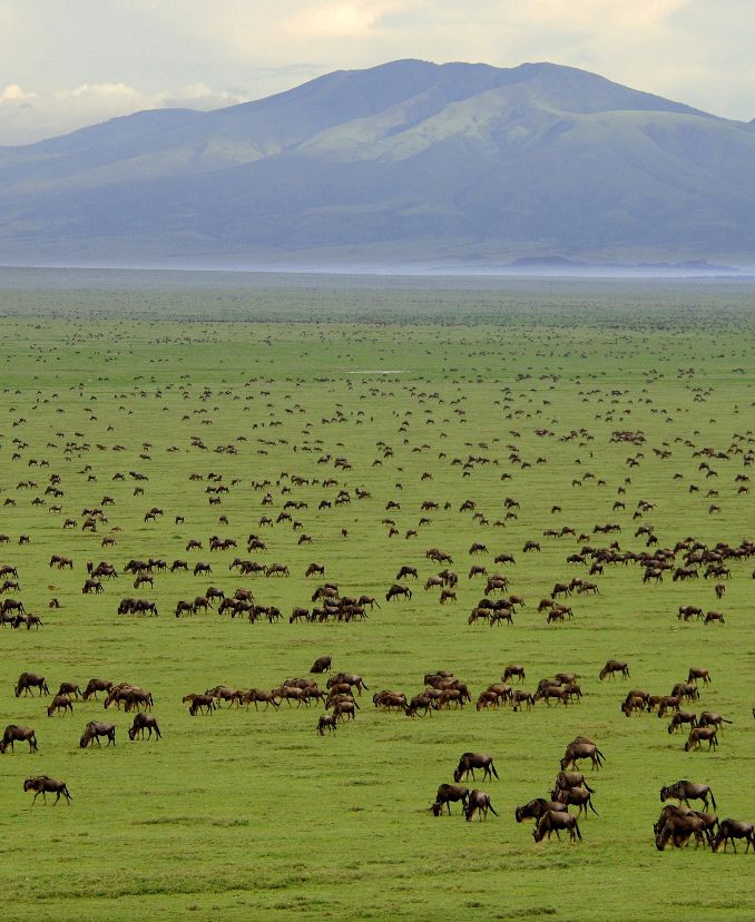 Great Migration Safari - 7 Day Wildebeest Migration